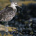 Willet